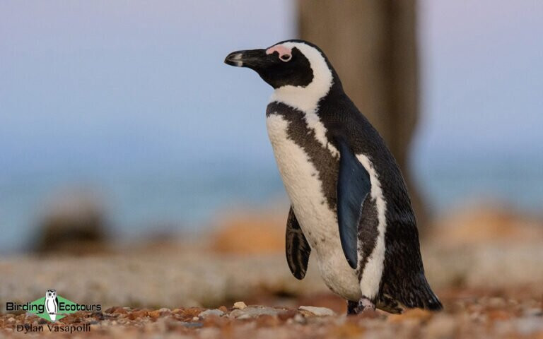 Birding Ecotours-开普敦中心区必去景点