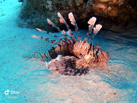 Red Sea Elite Diving-沙姆沙伊赫必去景点