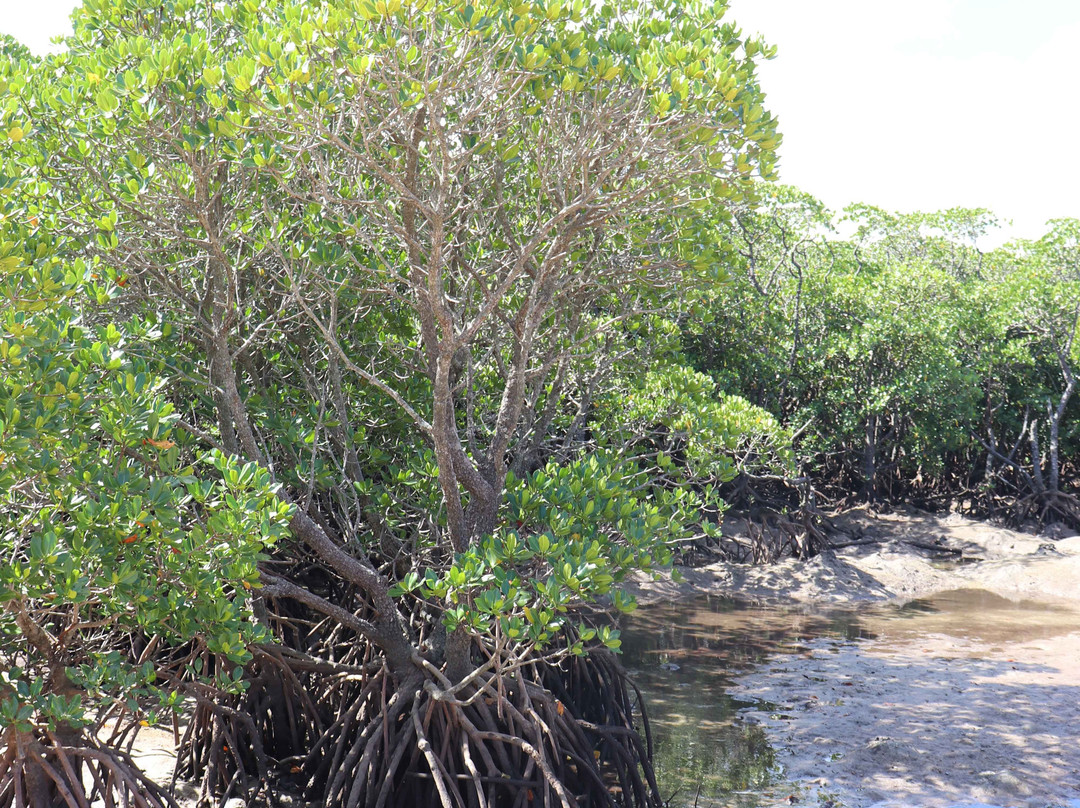 Rhizophoraceae Plant Community of Fukidogawa River-石垣市必去景点