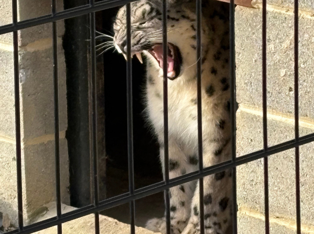Northumberland Zoo-莫佩思必去景点
