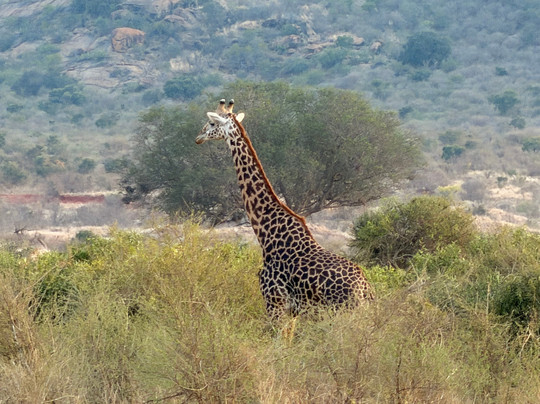 Safari in Kenya con Pantani-瓦塔木必去景点