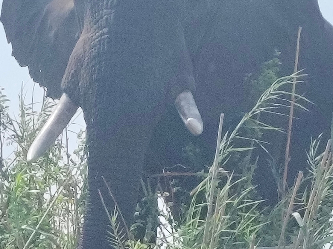 River Horse Safaris-Chirundu必去景点