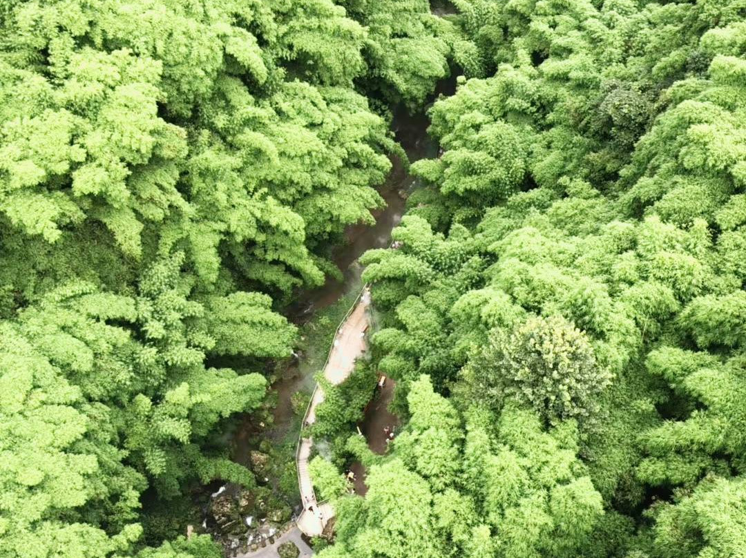 川西竹海-沐川县必去景点
