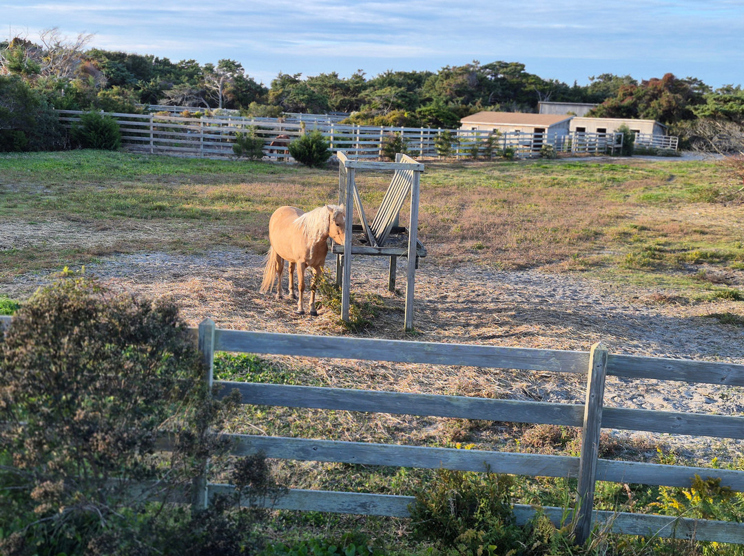 Ocracoke Pony Pens-Ocracoke必去景点
