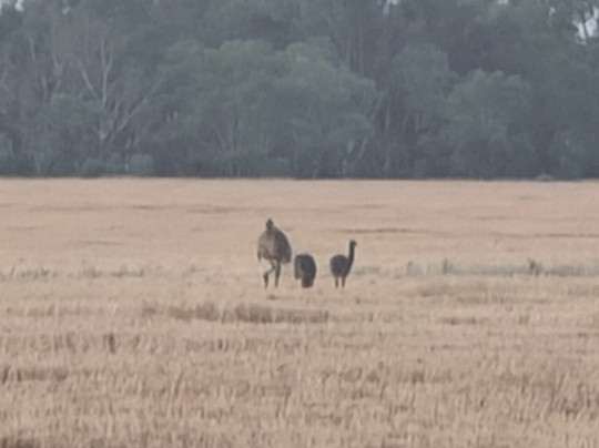 Thallon Silo Mural-Thallon必去景点