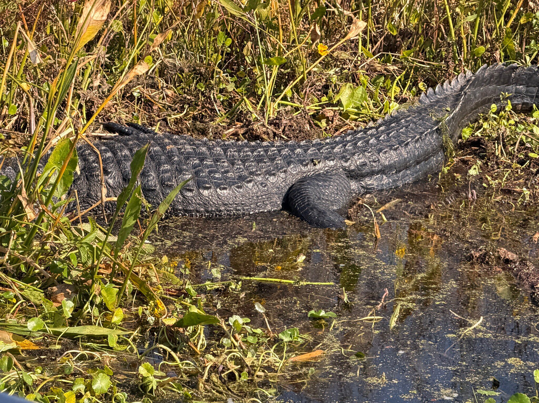 Tom and Jerry's Airboat Rides-Lake Panasoffkee必去景点