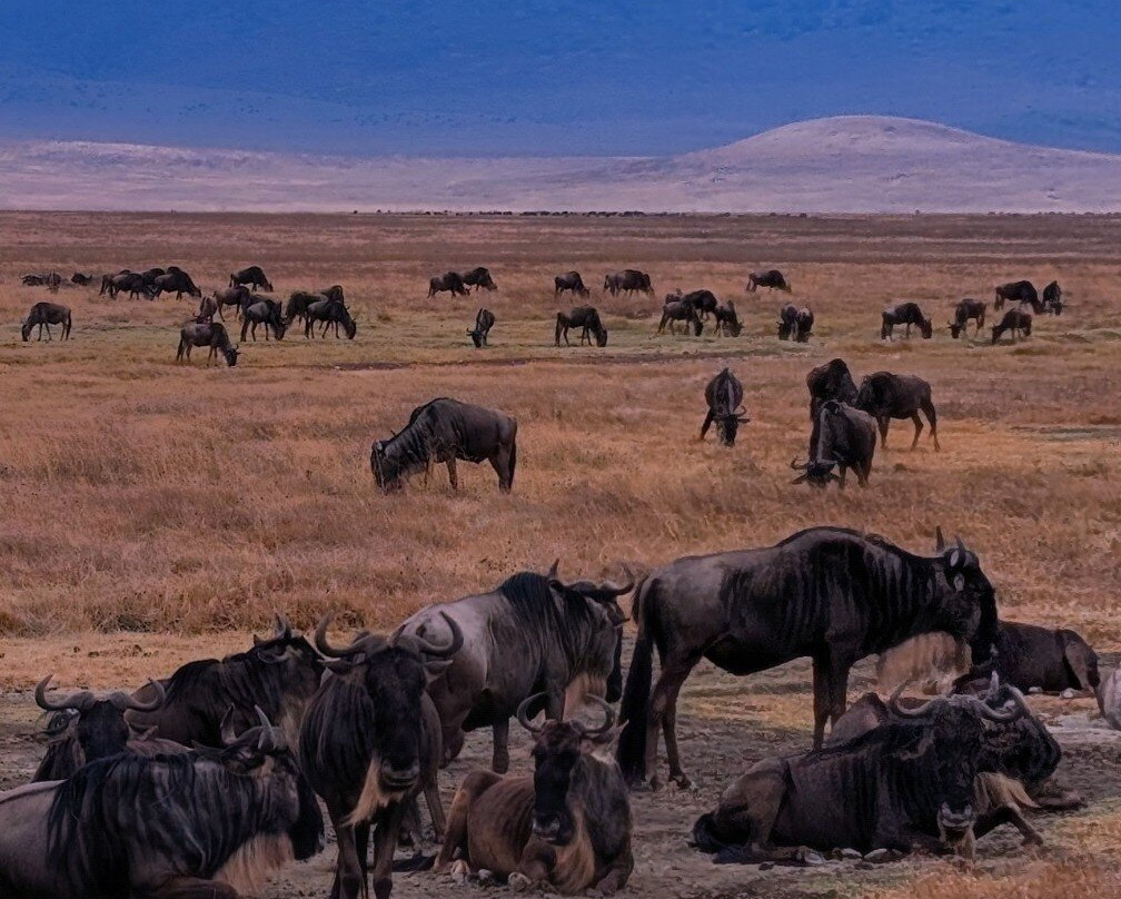 Tanzania Travelers-莫西必去景点