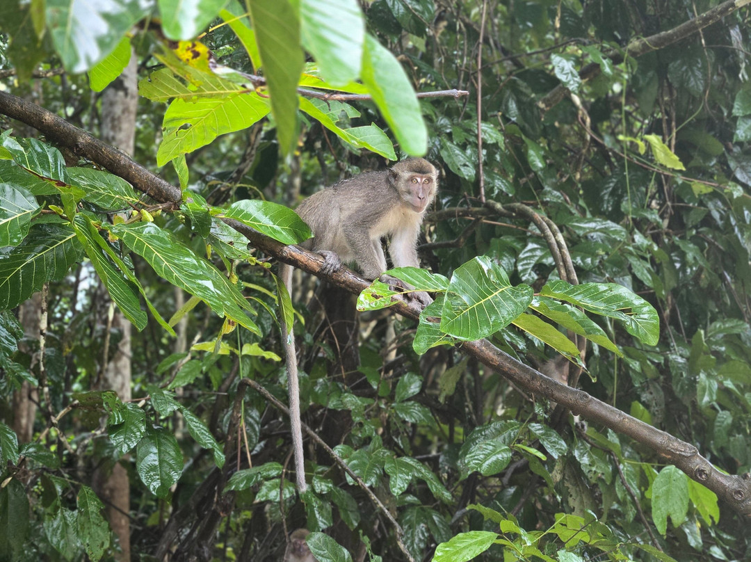 Borneo Natural Sukau Bilit Resort主图