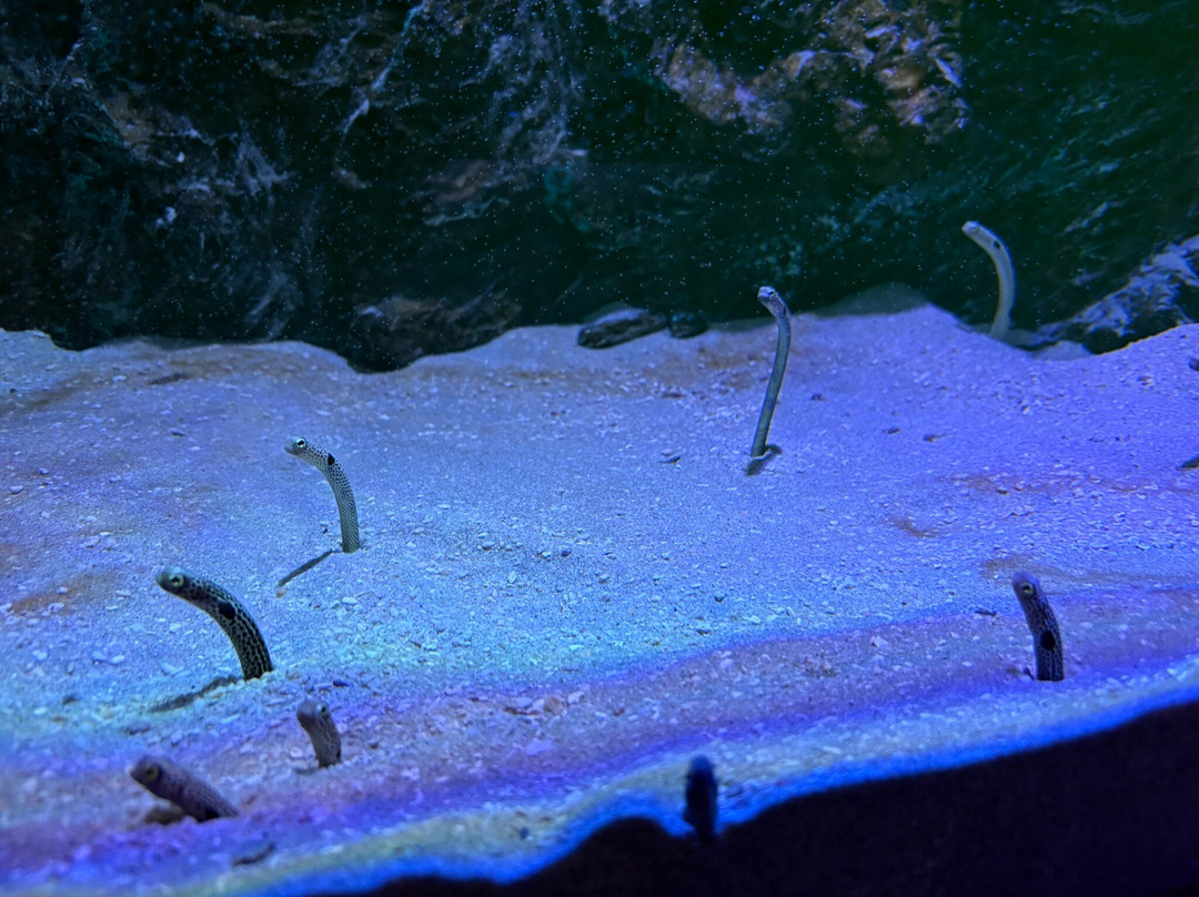 The Shore Oceanarium-马六甲必去景点