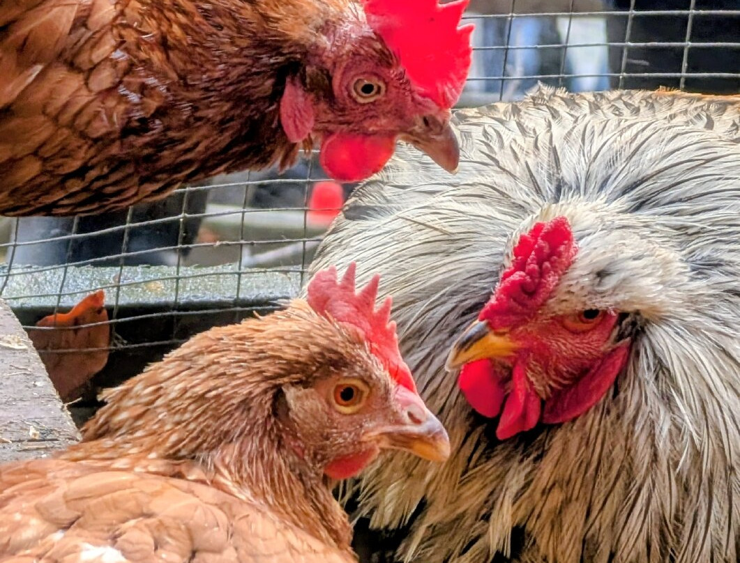 Pigs In The Wood-Huddersfield必去景点