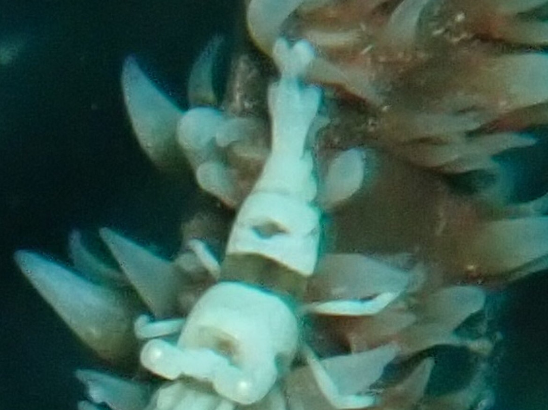 Divine Divers-Gili Meno必去景点