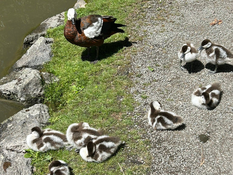 Mondumo Tours-奥克兰必去景点