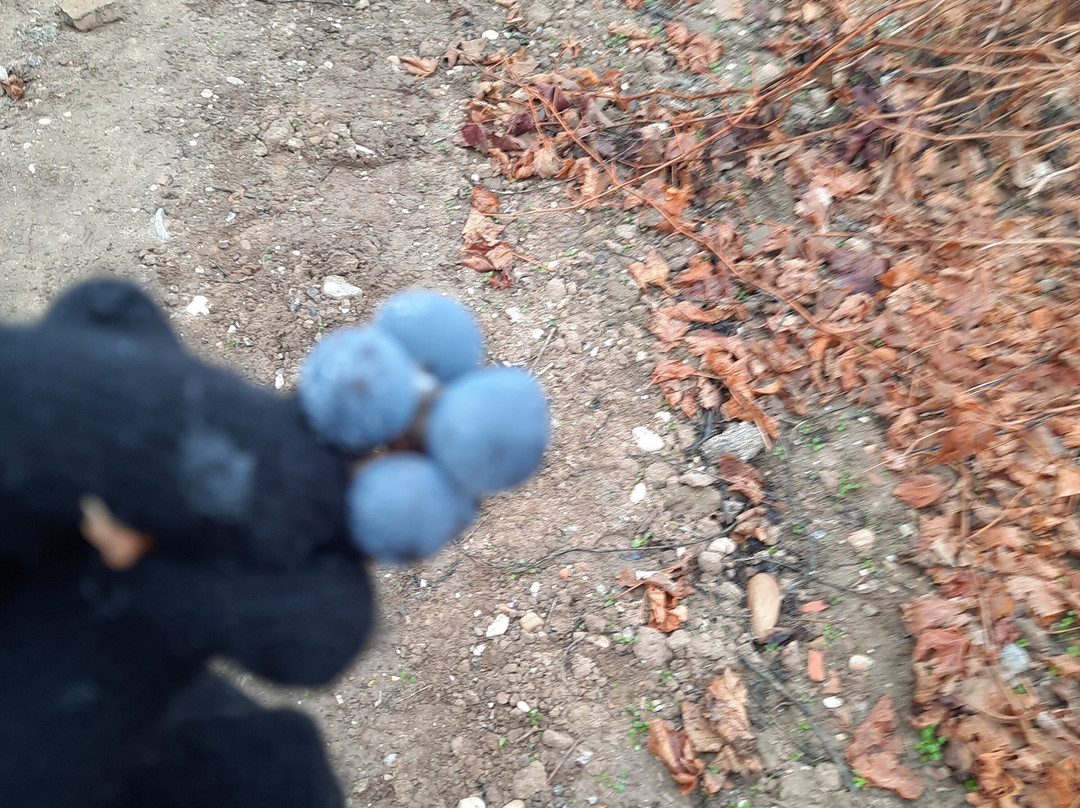 Bodegas Emilio Moro-Pesquera de Duero必去景点