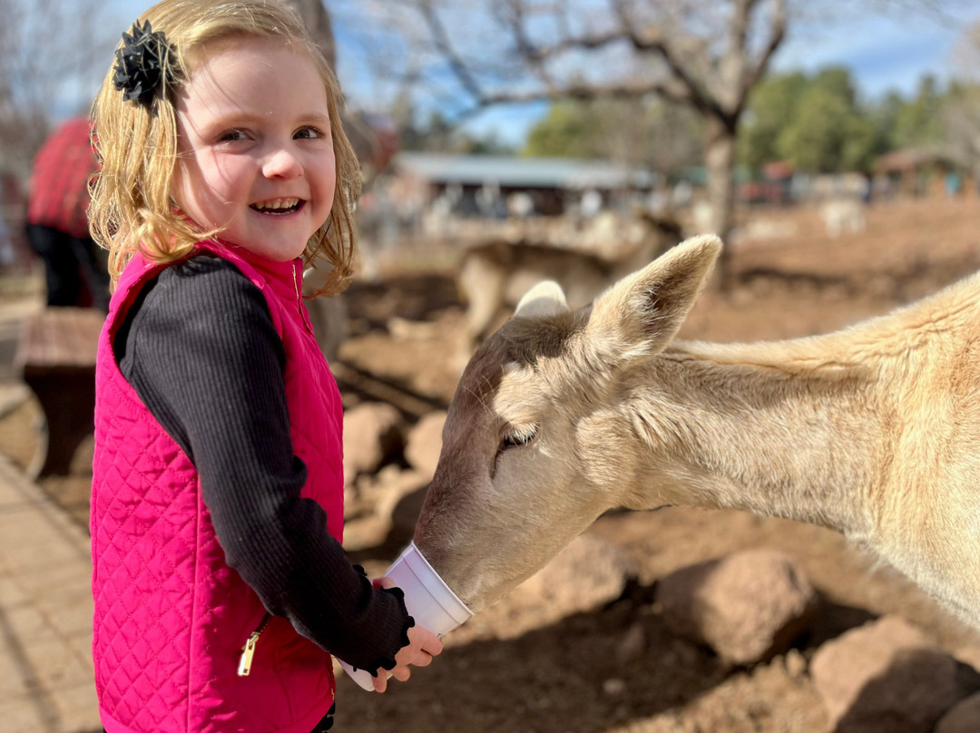 大峡谷鹿场-威廉姆斯必去景点