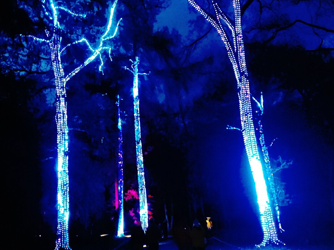 Westonbirt Arboretum-泰特伯里必去景点