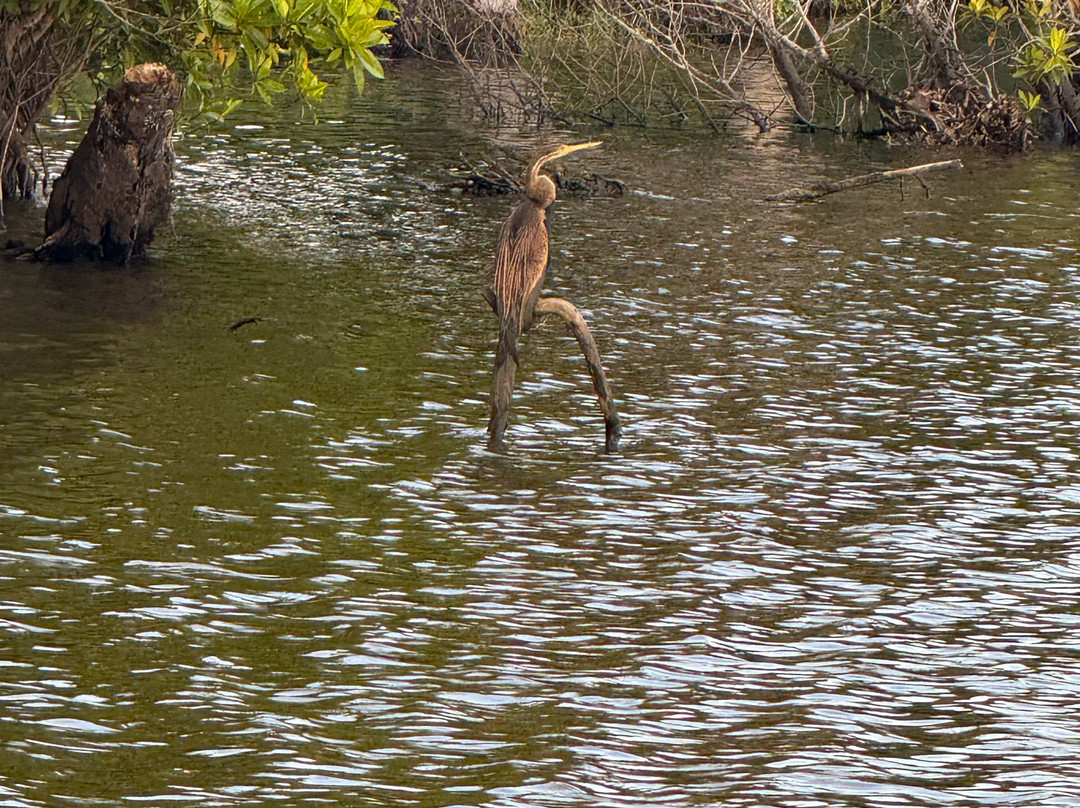 Mirissa Eco Lagoon Safari-美蕊沙必去景点