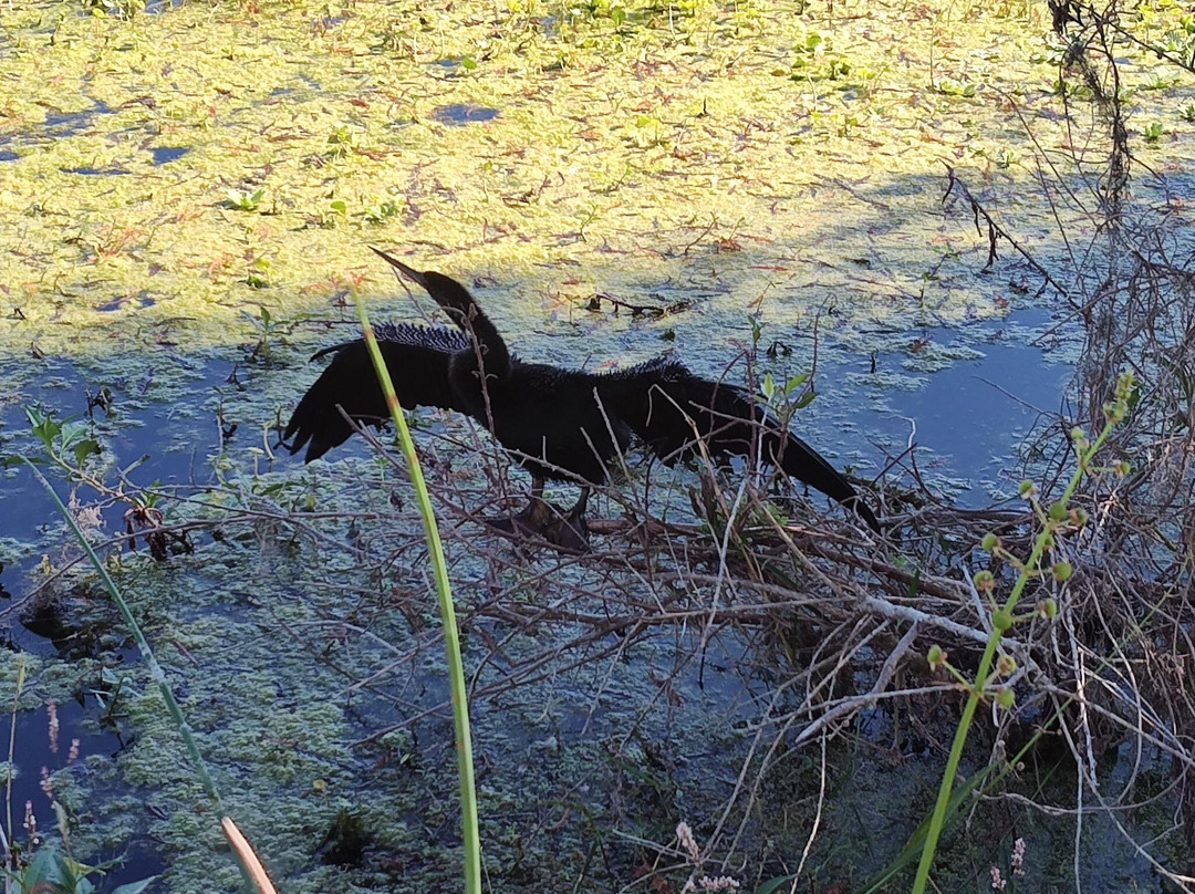 Orlando Wetlands-Christmas必去景点