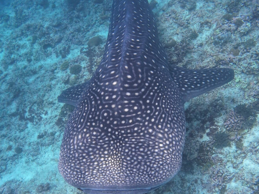 Papa Fish Excursions-乌库拉斯必去景点