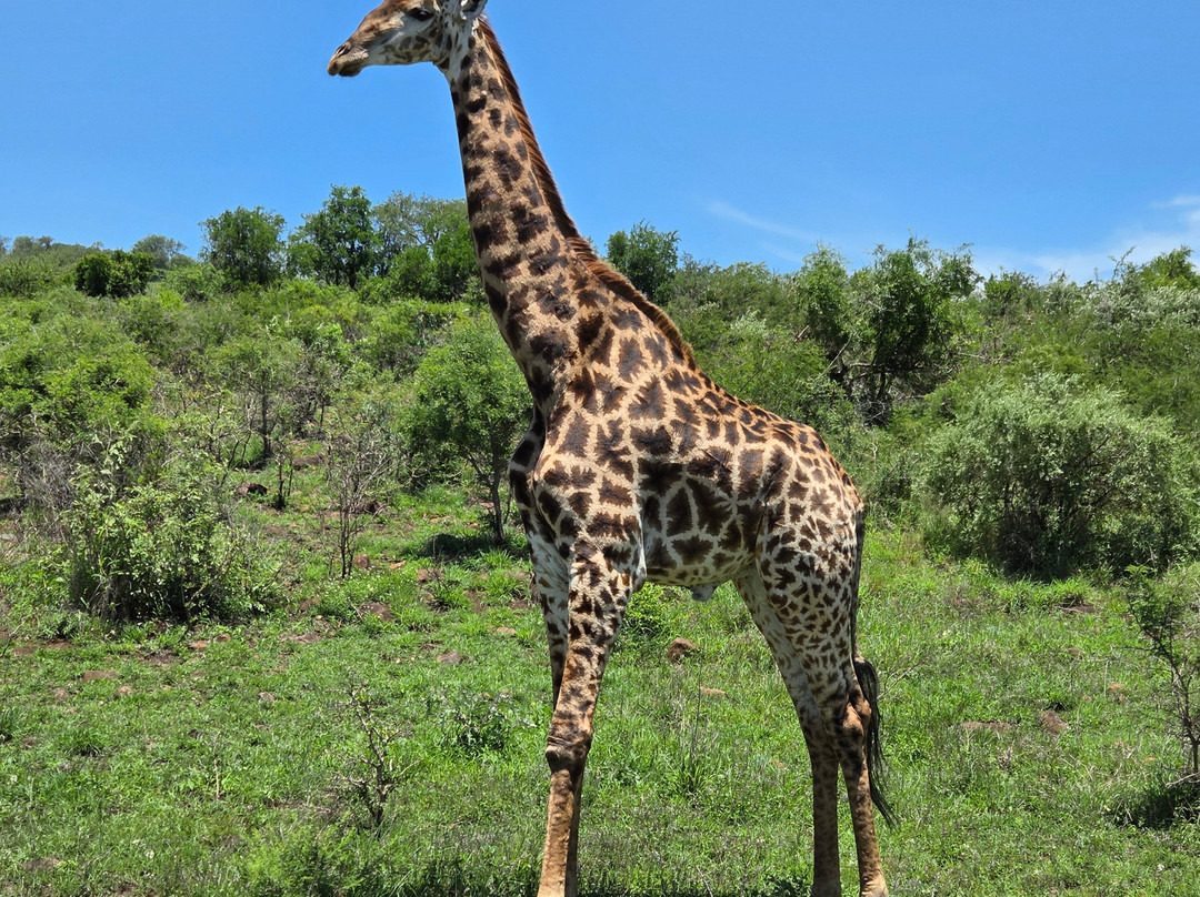 EuroZulu Guided Tours & Safaris-圣露西亚必去景点