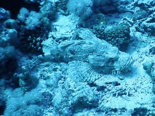 Ducks Diving Safaga-Safaga必去景点