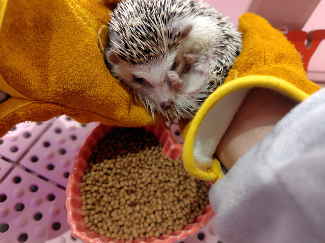 Harajuku Kawaii Land Kyun Kyun-涩谷区必去景点