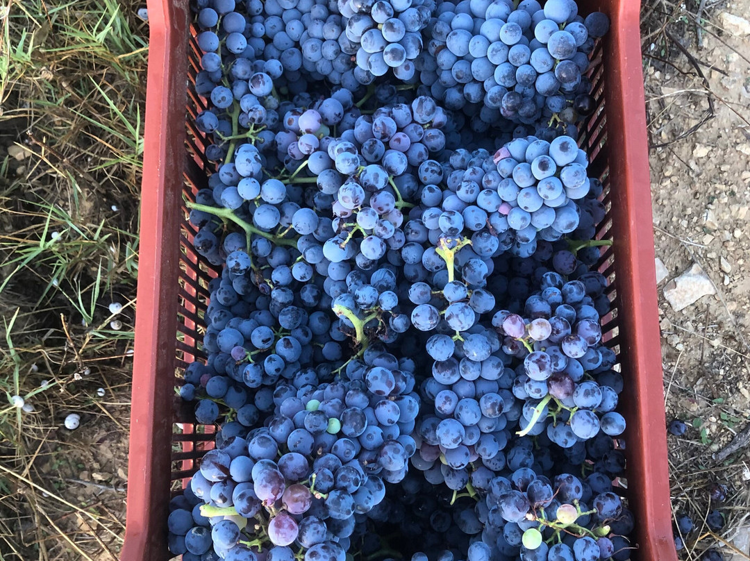 Villa Minna-Saint-Cannat必去景点