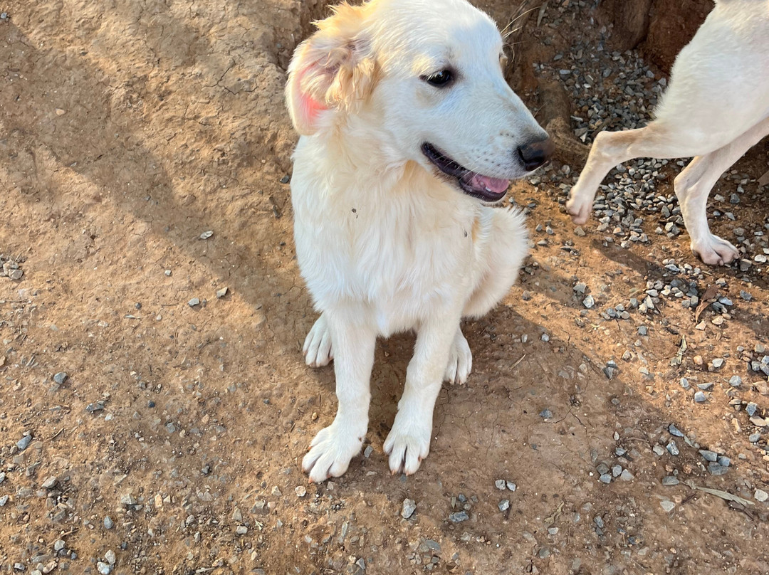 Gouves Animal Shelter-古韦斯必去景点