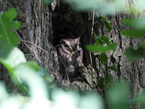 Birding Buenos Aires-布宜诺斯艾利斯必去景点