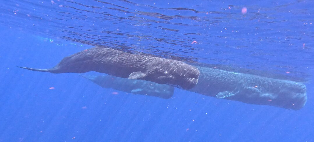 Dominica Water Tours-Scotts Head必去景点