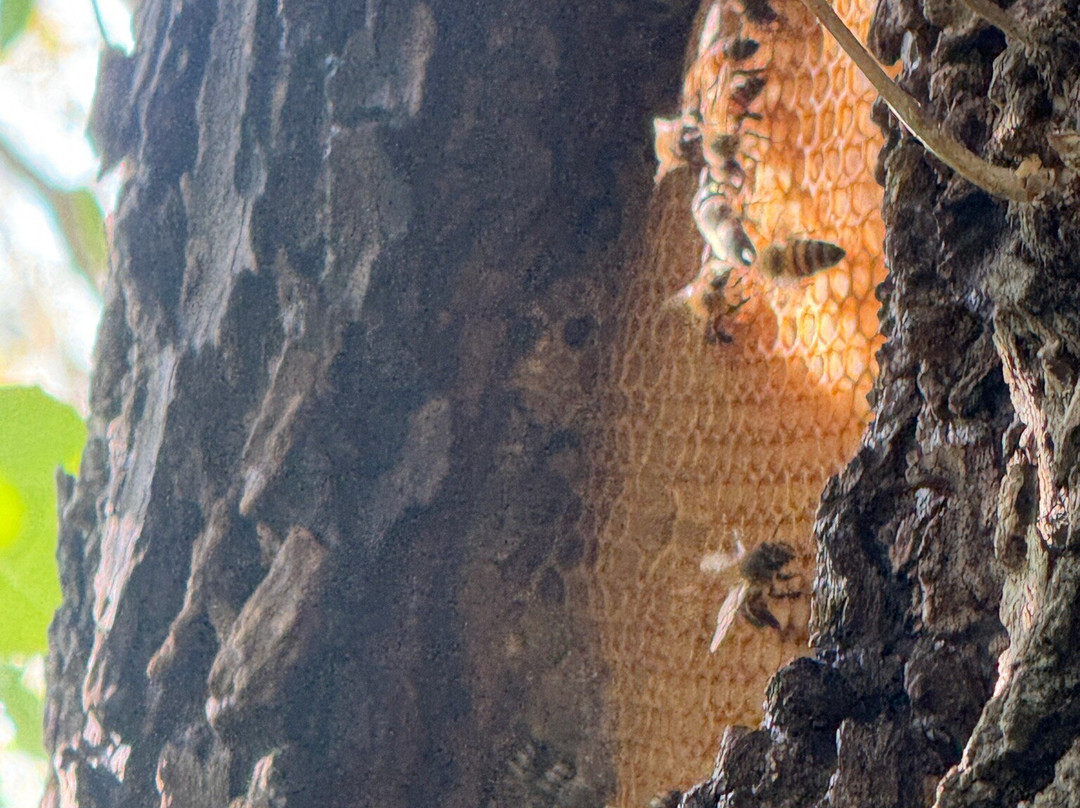 Laguna Atascosa National Wildlife Refuge-德克萨斯州墨西哥湾沿岸必去景点