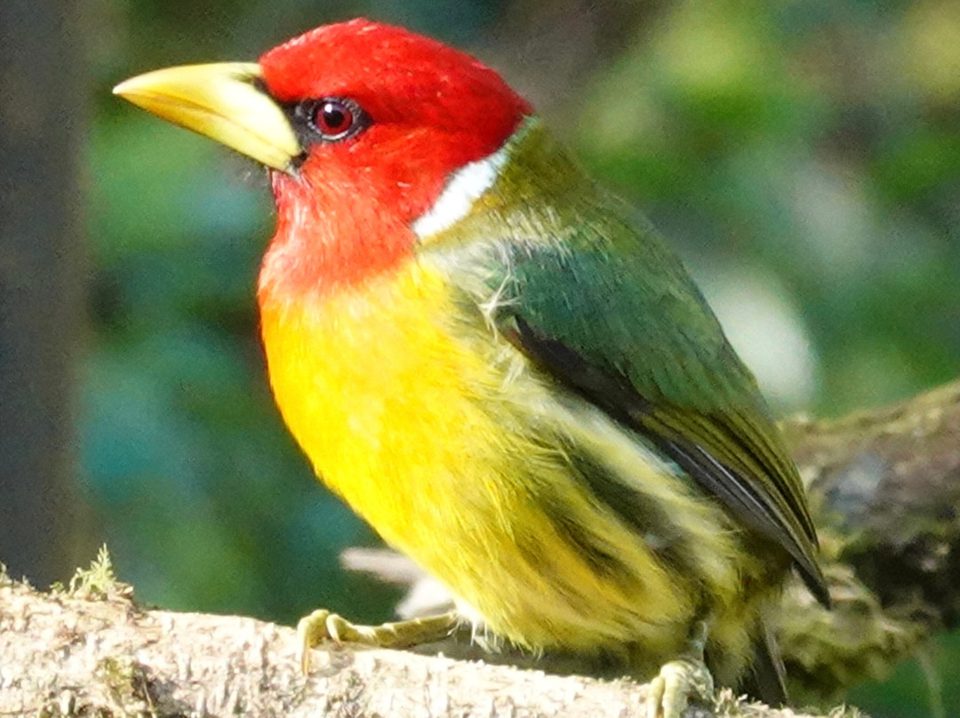 Casa Mariposa Nature Lodge主图