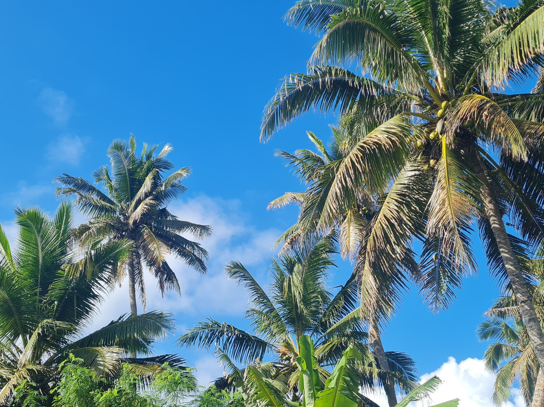 Tropical Island Breeze