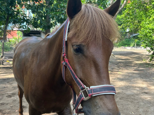 Stud Horse Riding and Rescue-吉利特拉万安必去景点