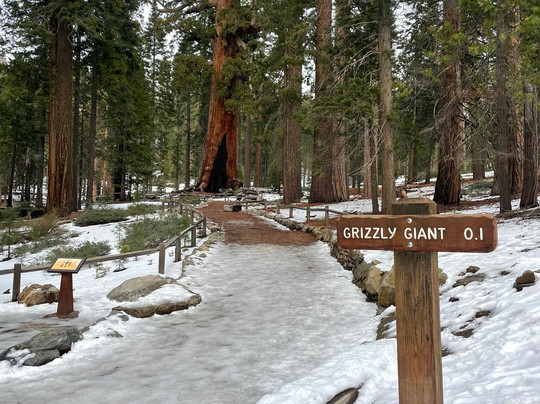 Mariposa Grove of Giant Sequoias-优胜美地国家公园必去景点