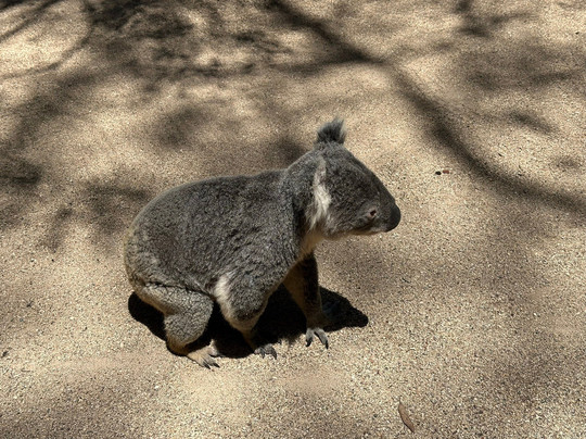 Hunter Valley Wildlife Park-Nulkaba必去景点