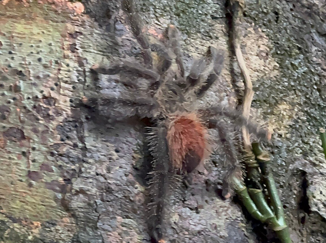 Jungle Experiences-伊基托斯必去景点