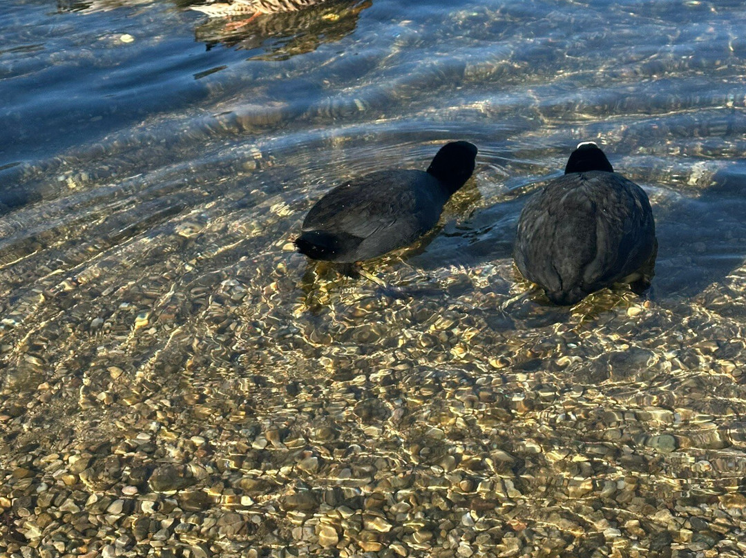 Lago di Caldonazzo-Calceranica al Lago必去景点