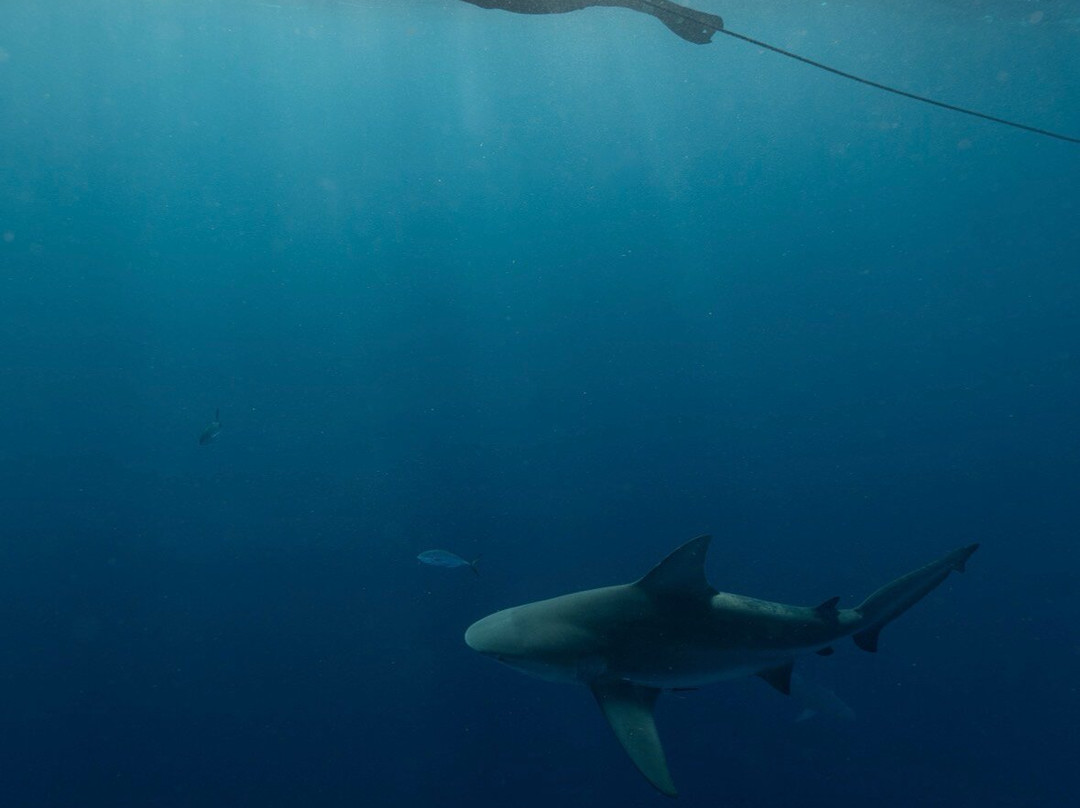 Salty Divers-朱庇特必去景点