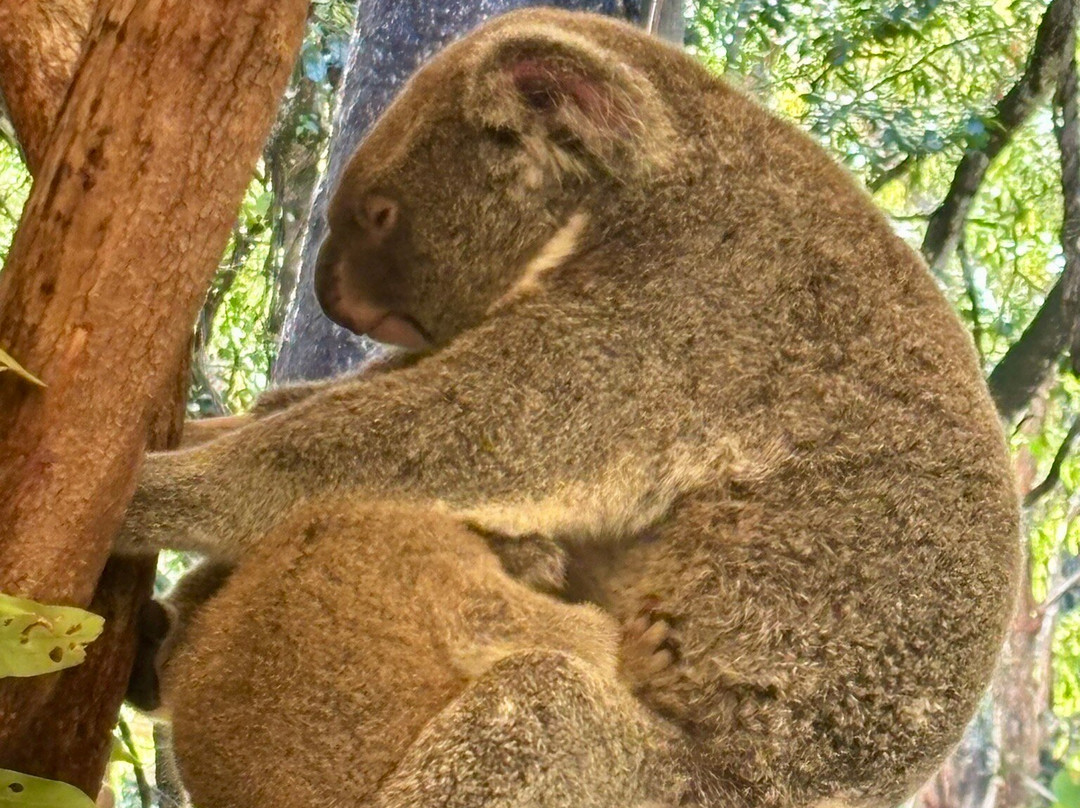 Hartley's Crocodile Adventures-Wangetti必去景点