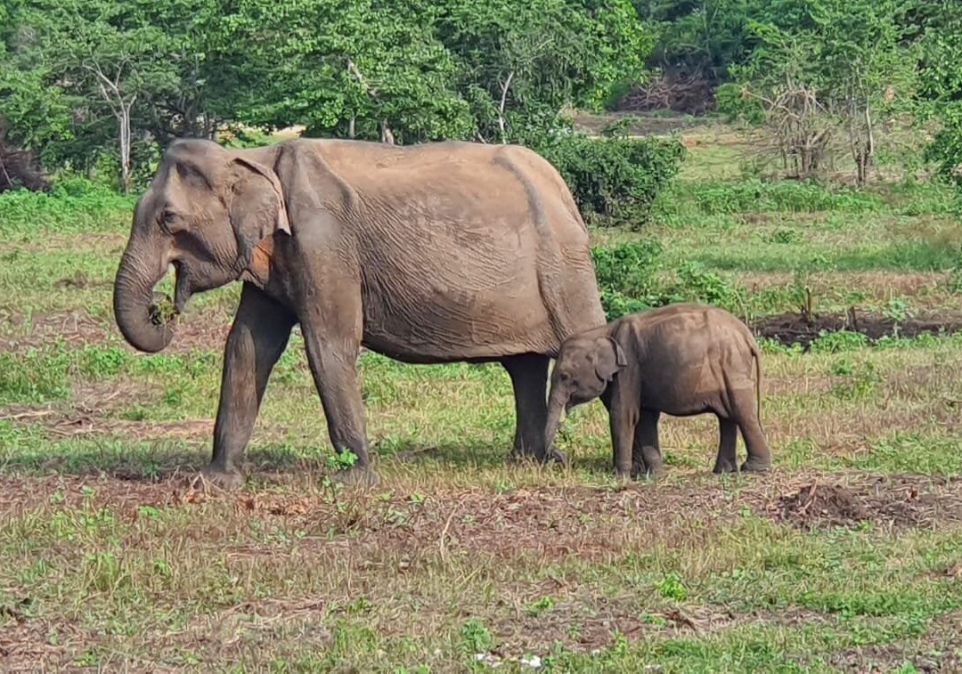 Udawalawe Lahiru Safari Guide Tours-乌达瓦拉维国家公园必去景点