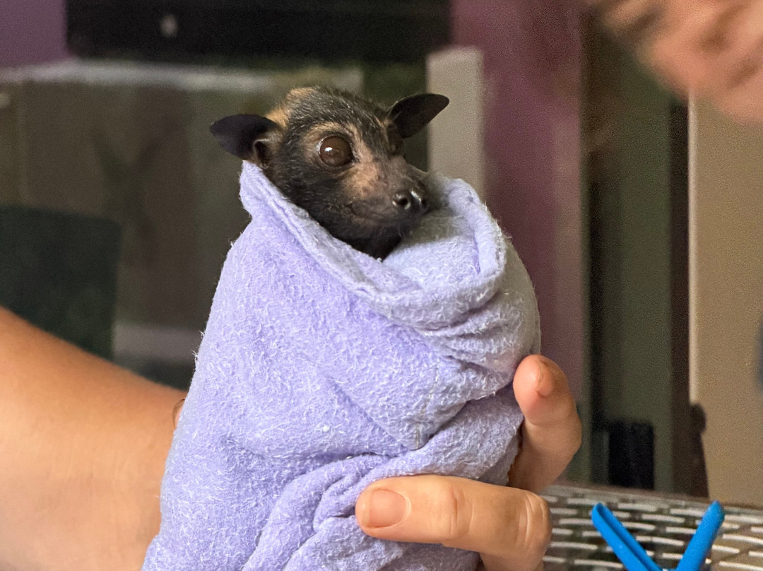 The Bat Hospital Visitor Centre- 阿瑟顿必去景点