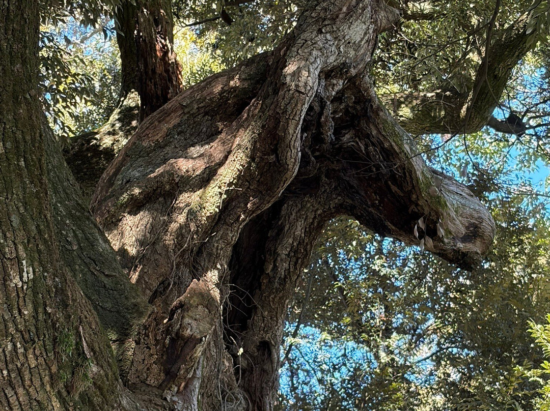 Osugi Shrine-稲敷市必去景点
