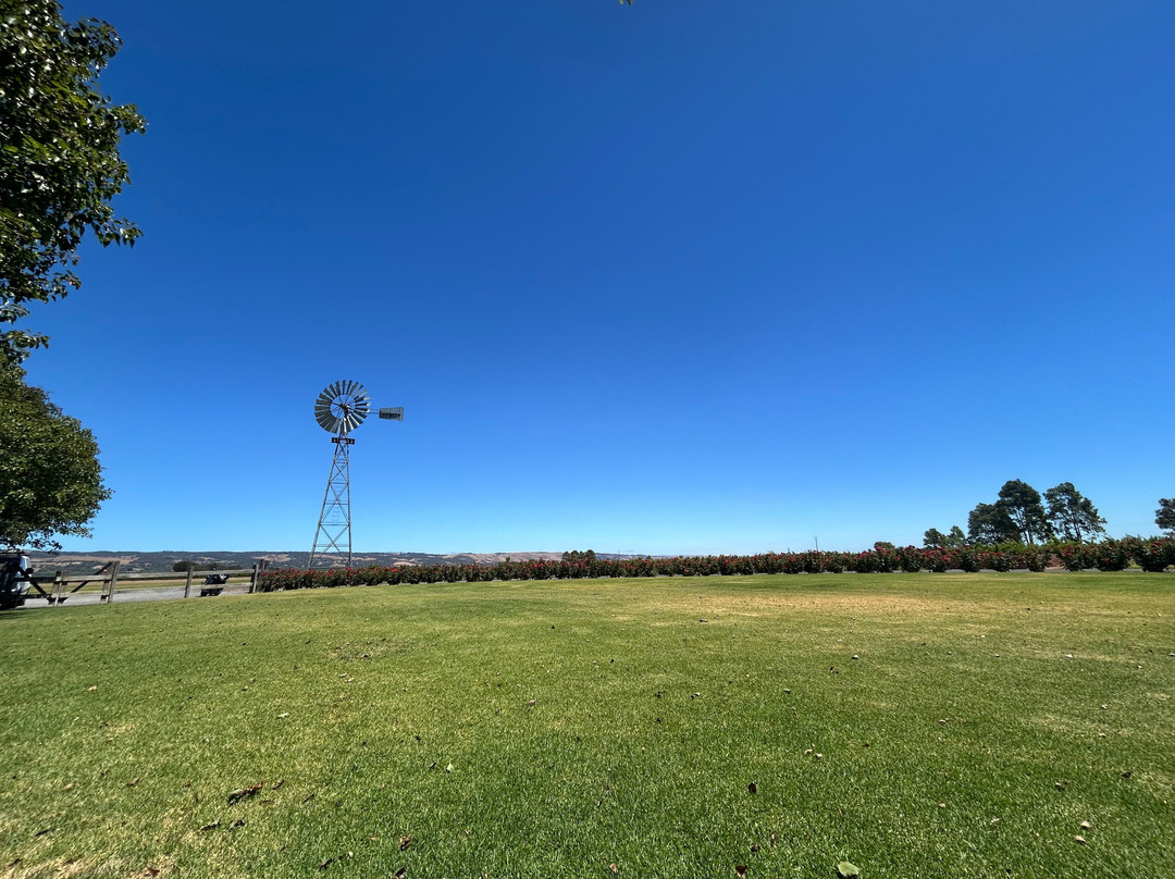 Skydive the Southern Vines-麦克拉伦谷必去景点