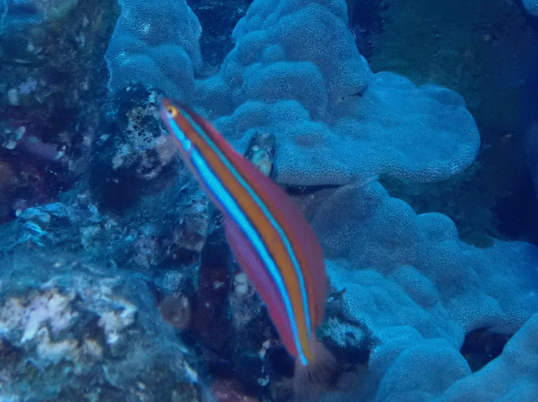 Maui Diamond Sea Sports-玛阿拉也亚必去景点