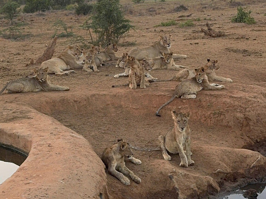 Mimmo Shaibu Kenya Safari-瓦塔木必去景点