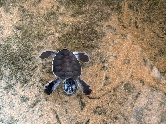 See Lanka Travels-Waikkal必去景点