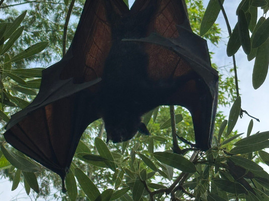 Hidden Mini Zoo Bali-Guwang必去景点