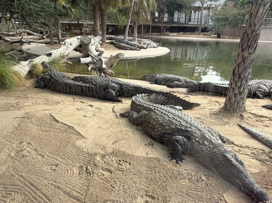 Dubai Crocodile Park-迪拜必去景点
