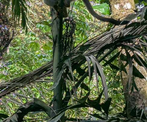 Kalkonu Travel-Ciudad Colon必去景点