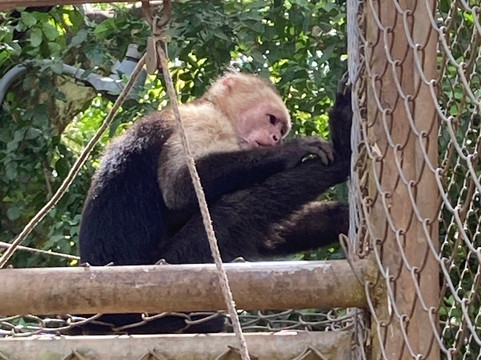 Congo Canopy Tours-Artola必去景点